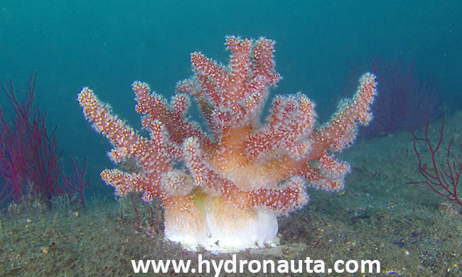 Alcyonium palmatum